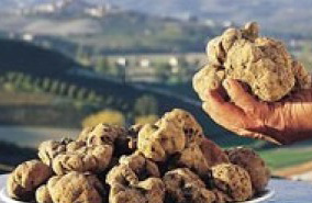 Vini e Tartufo Piemonte Vini e Tartufo Piemonte